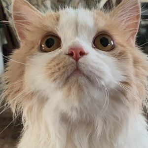 Meet your Posher, Saeed